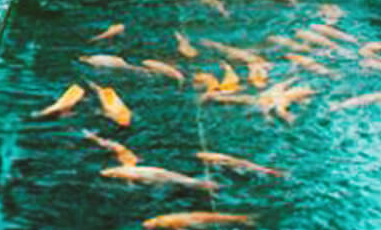 景觀園林設(shè)計(jì)?幾種常見的構(gòu)思方法